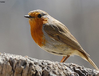 Animali 243